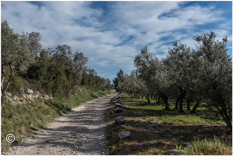 Chemin des oliviers Ref C7790