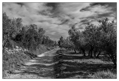 Le chemin dans les oliviers Ref N7790